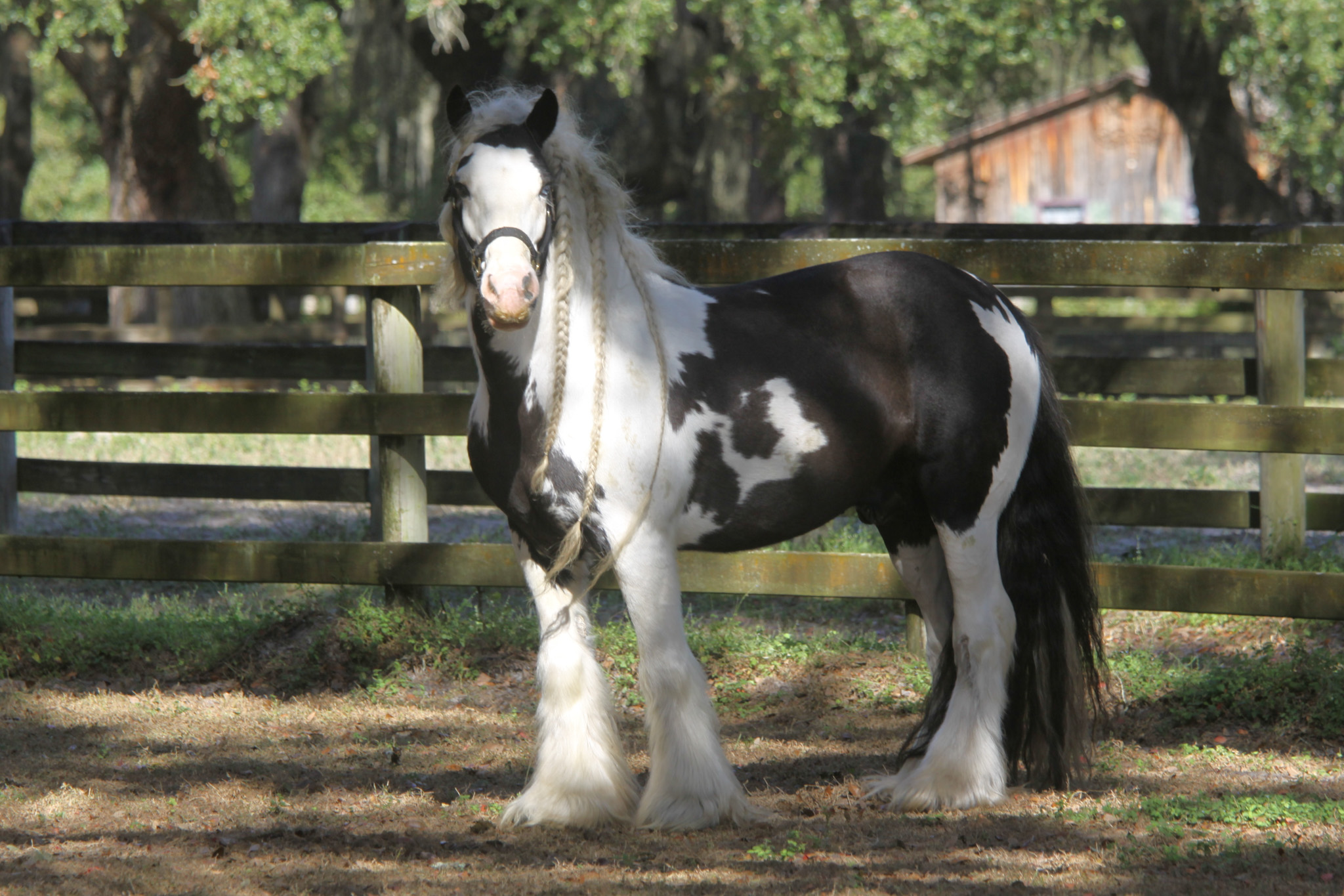 Gypsy Vanners @WR Ranch, Florida